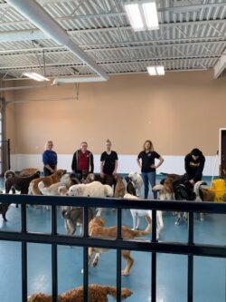 3 ladies and a guy standing in a line with Debbie McArthur as part of the Shadow Student Program with a group of dogs around them | Prairieburn K9 Academy