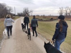 PrairieBurn K9 Academy's shadow student program students waling their respective dogs down a gravel road