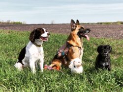 Four dogs part of PrairieBurn K9 Academy day adventures and structured daycare