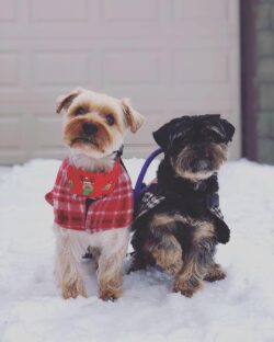 two small dogs standing side by side, the dog in the left is wearing a red christmas jacket and the other is wearing a black flanel jacket, PrairieBurn K9 Academy