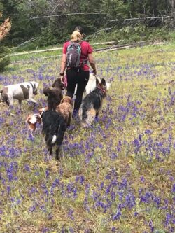 A pack of dogs going through a PrairieBurn K9 Academy day adventures