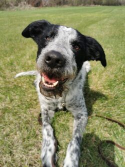 Black and grey dog smilingWhole day dog adventures | Prairieburn K9 Academy