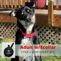 Dog Stay & Train | Adult with PrairieBurn electronic collar | Over 6 months of age | Black and white dog wearing a red collar