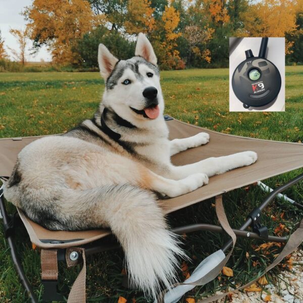 White and black husky lying down on a brown bed with a e collar image beside itWhole day dog adventures | Prairieburn K9 Academy