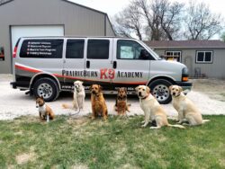 Dog day adventures, structured daycare | A pack of dogs lined up infront of the PrairieBurn K9 Academy van