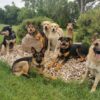 A pack of dogs that is part of PrairieBurn K9 Academy's day adventures and structured daycare