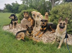 A pack of dogs that is part of PrairieBurn K9 Academy's day adventures and structured daycare