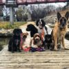 A pack of dogs in the middle of a dock as part of PrairieBurn K9 Academy's day adventures and structured daycare