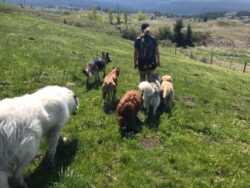 Debbie with a pack of dogs walking down a hill as part of PrairieBurn K9 Academy's day adventures and structure daycare