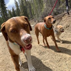 Three dogs walking together as part of the PrairieBurn K9 Academy's day adventures and structure daycare