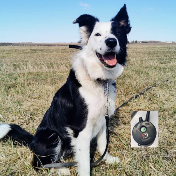 Black and white dog wearing an Ecollar standing in a middle of a fieldWhole day dog adventures | Prairieburn K9 Academy