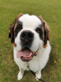 Brown and white dog wearing a black leash