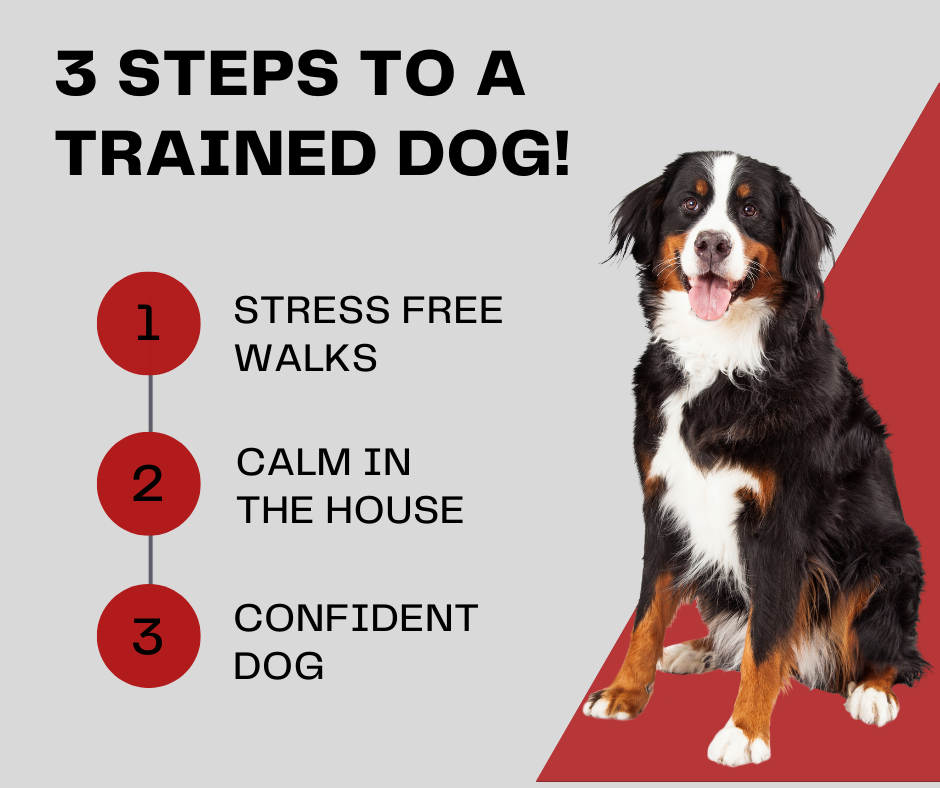 Can You Train A Dog At 3 Years Old Can You Train A Dog At 3 Years Old