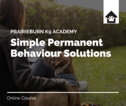 PrairieBurn K9 Academy, simple permanent behaviour solutions, online course, dog watching their owner holding an ipad