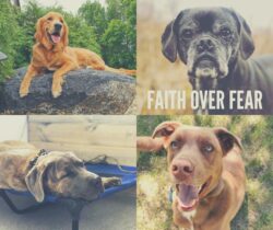 3 Steps to a Great Dog collage | 4 different dogs showing different emotions | Prairieburn K9 Academy