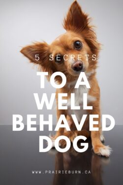 5 secrets to a well behaved dog, www.prairieburn.ca, brown and white dog