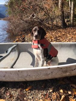 PrairieBurn K9 Academy, smiling brown and white dog named hank wearing an orange life jacket inside a canoe