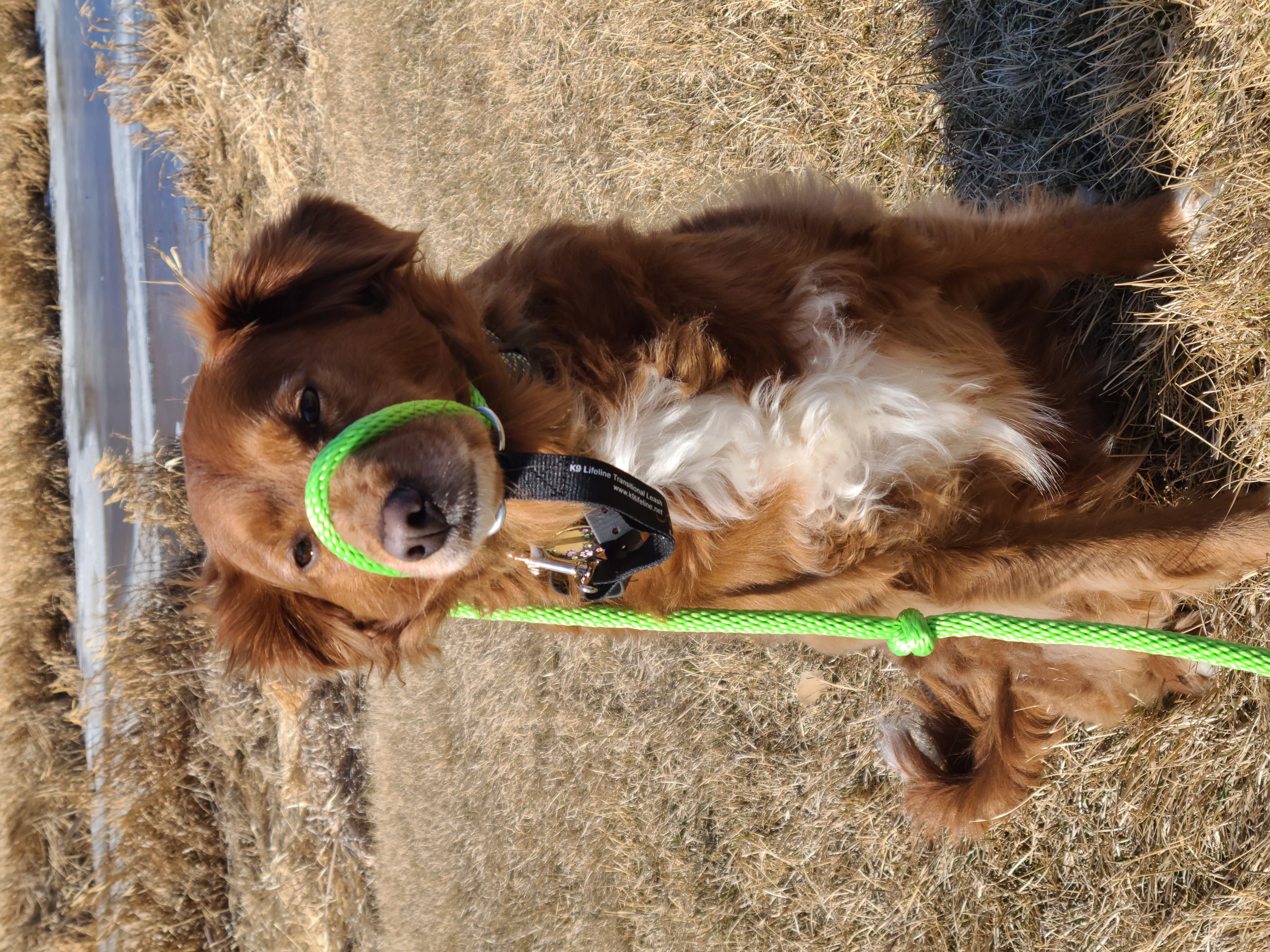 Brown dog wearing a green K9 Lifeline Transitional Leash | Prairieburn K9 Academy