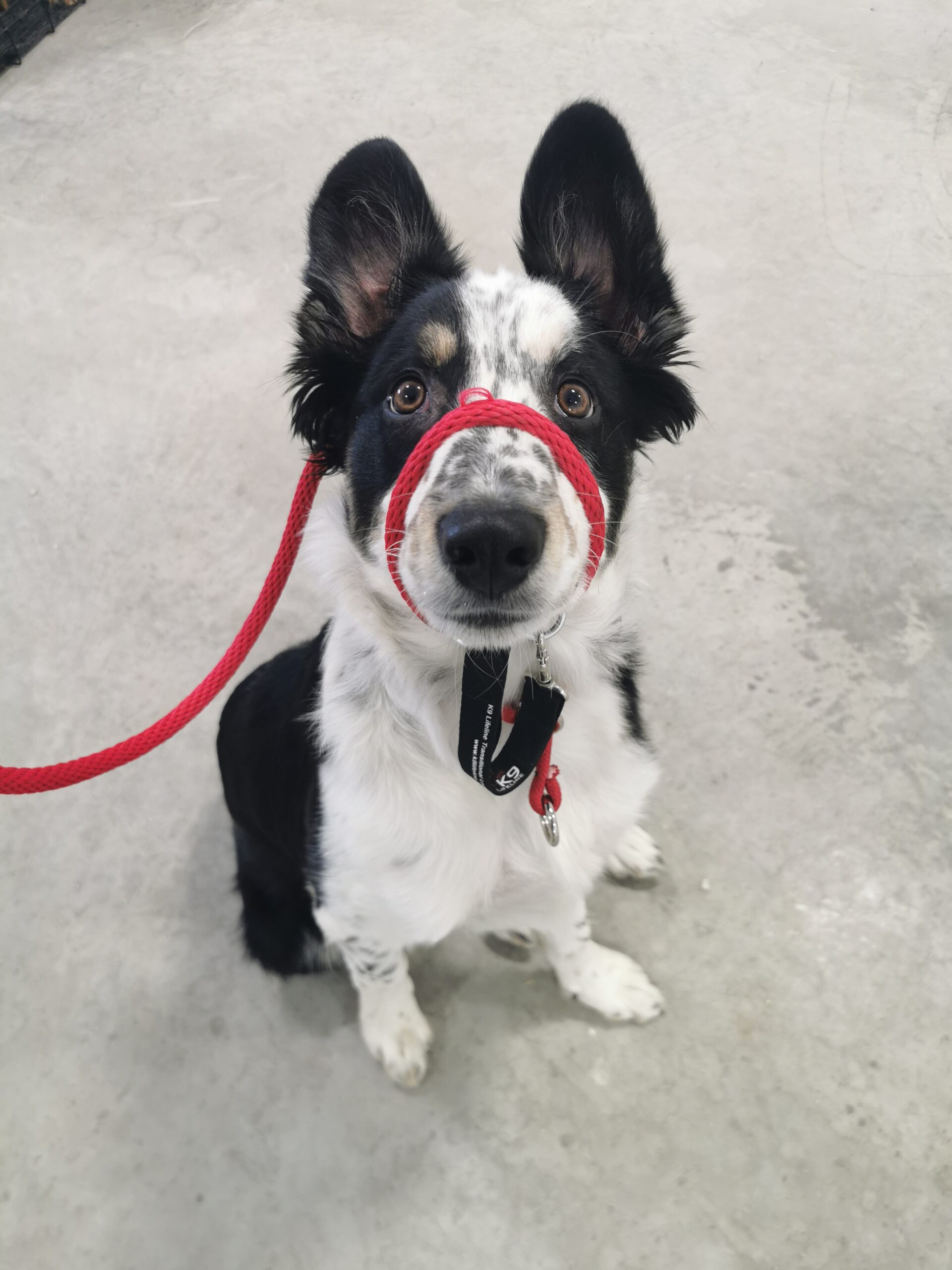 Black and white dog wearing a red K9 Lifeline Transitional LeashHuman holding a golden dog with a blue K9 lifeline transitional leash | Prairieburn K9 Academy