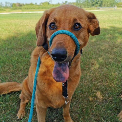 K9 Lifeline Transitional Leash Prairieburn K9 Academy