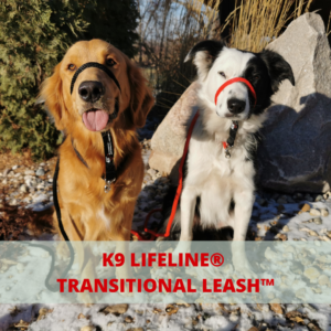 Golden retriever and black and white dog wearing K9 Lifeline Transitional Leash for dog training | Prairieburn K9 Academy
