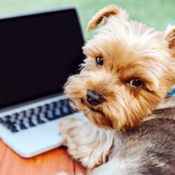 Brown small dog infront of a computer | Prairieburn K9 Academy