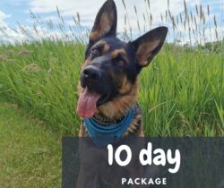 10 day boarding package | German Shepard wearing a blue scarf with it's tongue out | | Prairieburn K9 Academy
