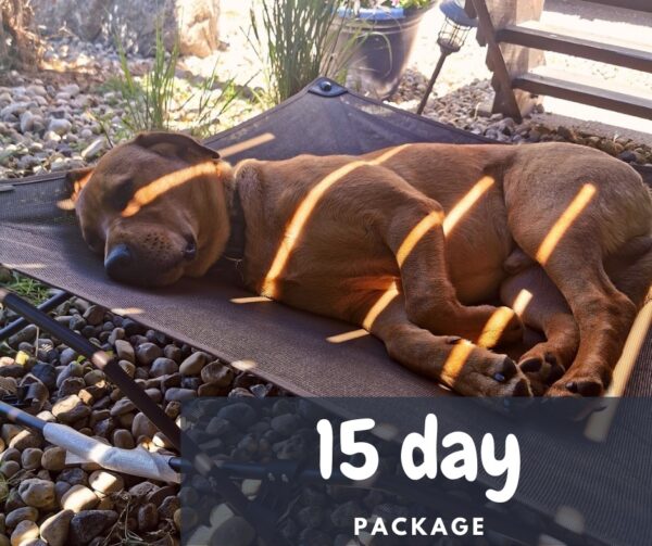 15 Day Boarding Package | Brown dog sleeping on a bed | Prairieburn K9 Academy