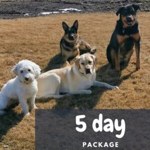 5 day boarding package | 4 dogs sitting out in the park | | Prairieburn K9 Academy