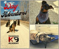 Whole day dog adventures | Prairieburn K9 Academy