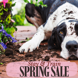 3 Day Stay & Train